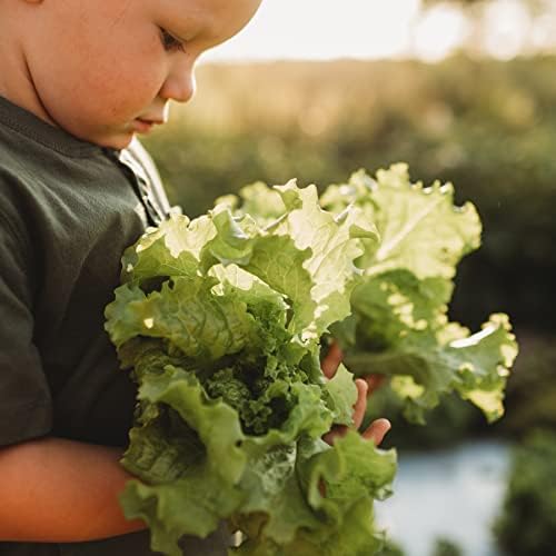 Grand Rapids Lettuce - 250 Lettuce Seeds for Planting, Thresh Seed Co. by ThreshSeedCo