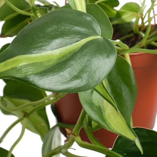 Shop Succulents Brasil Philodenron Heartleaf Hanging Plant, Live Indoor Plant, Easy Care Hanging Ivy Houseplant in Nursery Pot, Air Purifying Plant in Soil, Housewarming, Home Décor, Trails 2-4 Feet - Image 2