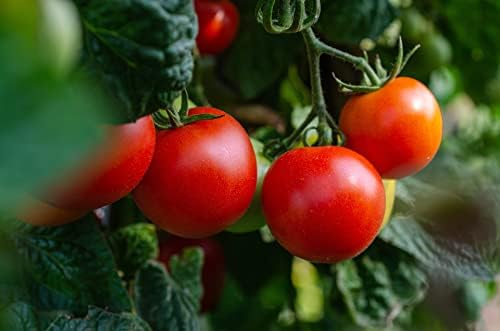 Set of 20 of Our Favorite Premium Variety Current Year Vegetable Seeds - Great for Gardening - Image 2