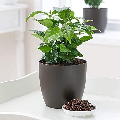 American Plant Exchange Arabica Coffee Real Live Plant, 6" Pot, Flowering Indoor Outdoor Air Purifier, Green Rippled Leaves - Image 2