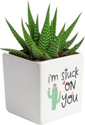 Costa Farms Succulents, Live Indoor Plant, Easy Care, Home Decor by Unknown