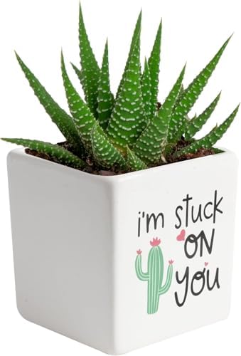 Costa Farms Succulents, Live Indoor Plant, Easy Care, Home Decor by Unknown