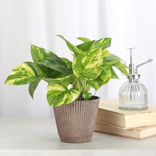 Live Golden Pothos, Indoor Vining Plant, Easy to Grow, 4" Pot - Image 2