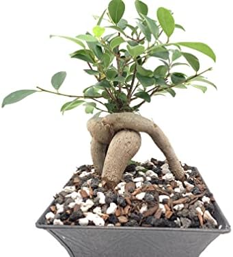 Bonsai Soil All Purpose Mix | Fast Draining Pre Blend (2 Quart Bag) Plant | Pumice, Lava, Calcined Clay and Pine Bark ● Potting Pre Mixed Bonsai Plant Soil Mixture By The Bonsai Supply (Pack of 2) - Image 6