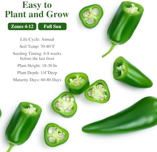 100+ Jalapeno Pepper Seeds for Planting, Non-GMO Heirloom Vegetable Seed - Image 3