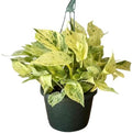 Snow Queen Pothos Live Plant - Variegated Hanging Houseplant by NYCitySucculents
