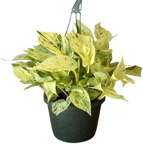Snow Queen Pothos Live Plant - Variegated Hanging Houseplant by NYCitySucculents