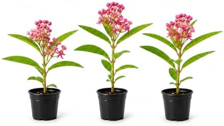 2 Pink Milkweed Plant Live in Pot (Asclepias incarnata) Swamp Milkweed by Unknown