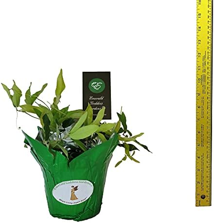 Tangerine Beauty Crossvine -Bignonia capreolata - Live Native Vine Plant - Red Orange Tubular Flower - Emerald Goddess Gardens - Starter Sz 4 Inch Pot - Image 4