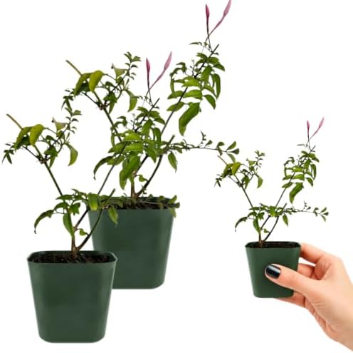 Pink Jasmine Plant Live, Fragrant Jasminum Polyanthum Vine, 2in Pot, 2-Pack - Image 3