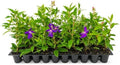 Tibouchina Dwarf Princess | 10 Live Plants | Tibouchina Urvilleana | Purple Blooms, Flowering Shrub, Tropical Evergreen, Patio Accent, Low Maintenance, Fast Growing, Garden Landscaping by FloridaFoliage