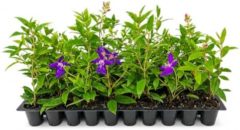 Tibouchina Dwarf Princess | 10 Live Plants | Tibouchina Urvilleana | Purple Blooms, Flowering Shrub, Tropical Evergreen, Patio Accent, Low Maintenance, Fast Growing, Garden Landscaping by FloridaFoliage