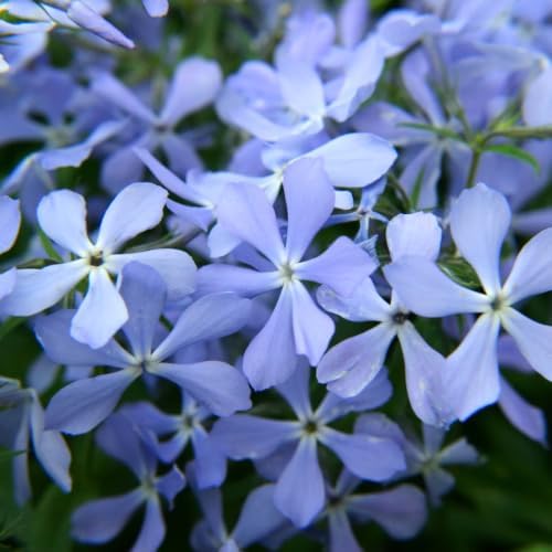 Blue Creeping Phlox Live Plant, Perennial Ground Cover, 3-7" Tall in Pot by Unknown