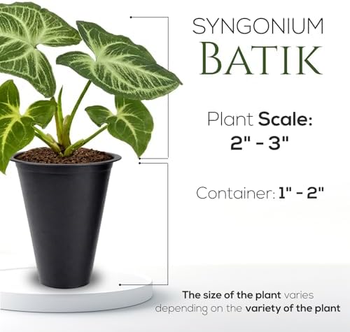 Syngonium Batik Plant (4 Pack) Live Starter Plants, Variegated Arrowhead Vine Houseplants, Easy Care Indoor Tropical Plants Live, Decorative Foliage Plants - Image 4