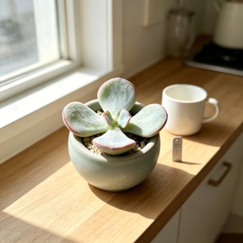 3PCS Cotyledon 'Orbiculata Hakubi' Live Succulent Plant 1.5 Inch, Rare Cotyledon Bare Root No Pot, Easy Care Indoor Outdoor Houseplant for Home Garden Decor, Gift for Plant Lovers - Image 7