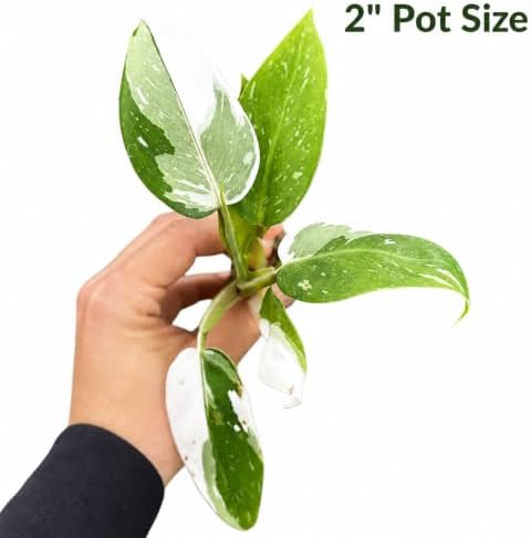 Philodendron White Princess Live Plant - Rare Variegated Indoor Houseplant - Image 2