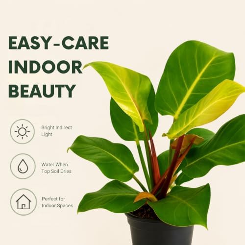 Philodendron Yellow Flame Live Plant - Rare Golden Variegated Houseplant - Image 4