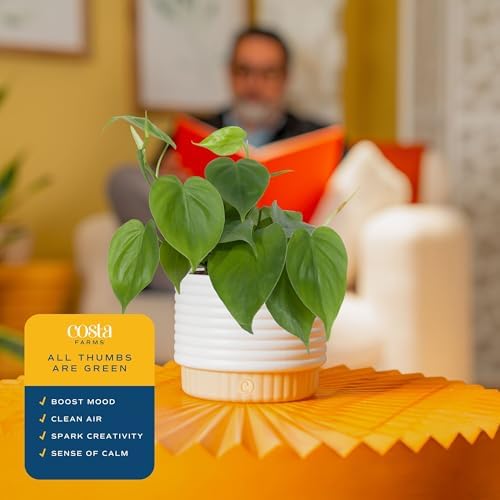 Costa Farms Philodendron, Live Indoor Plant, Tropical Houseplant - Image 4