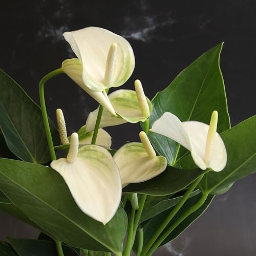 White Anthurium Live Sympathy Plant (Approx 11-14" Tall), Easy to Grow Flowering Houseplant in 4" White Decor Pot by Plants for Pets - Image 2