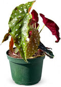 Live Begonia Maculata Plant - Polka Dot Angel Wing Houseplant Vine by NYCitySucculents