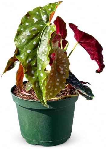Live Begonia Maculata Plant - Polka Dot Angel Wing Houseplant Vine by NYCitySucculents