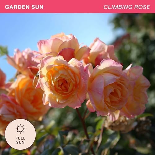 Heirloom Climbing Roses, Live Own Root Plant, Garden Sun™ - Image 4