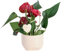 Costa Farms Anthurium, Live Indoor Plant, Easy Care, Home Decor by Unknown