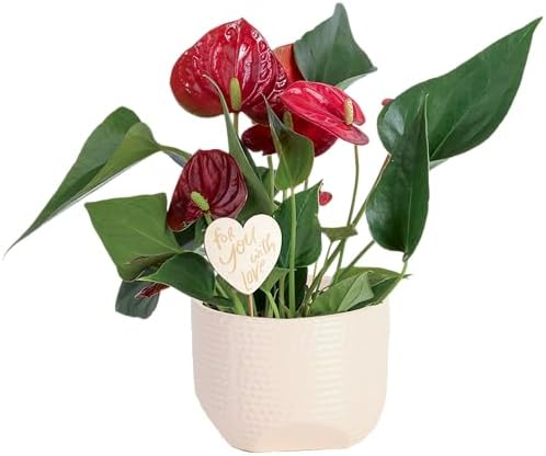 Costa Farms Anthurium, Live Indoor Plant, Easy Care, Home Decor by Unknown