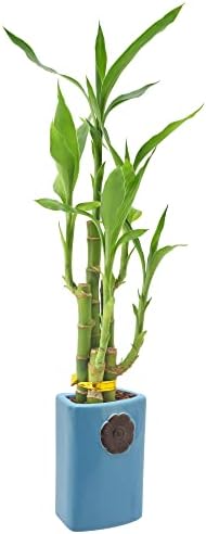 Arcadia Garden Products 5-Stem Lucky Bamboo, Live Indoor Plant in Contour II Ceramic Planter for Home, Work, or Gift, Blue ***Cannot Ship to Hawaii*** - Image 2