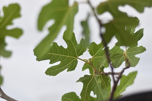Chicago Hardy Fig - Includes Planting Kit (7 Gallon) - Image 2