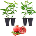Pomegranate Salavatski Live for Sale (4 Pack) | Easy to Grow Plants | Edible Fruit Plant for Sustainable Living | Grow Your own Food on Your Edible Organic Garden| Live for Planting| 2 inch Pot by FamPlants