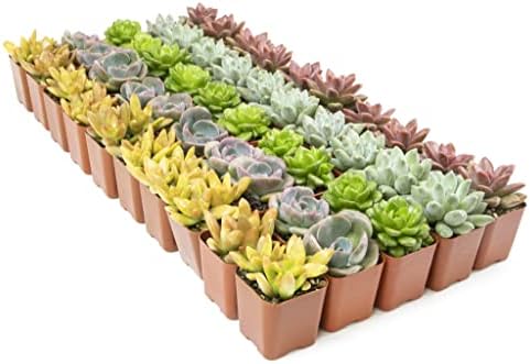 Live Succulents Plants Bulk Plant Tray (50 Pack), Indoor Houseplants, in Cactus and Succulent Soil Mix, Kit Gifts by for Pets, Black - Image 7