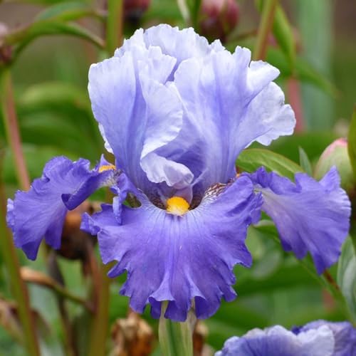 Eden Brothers Bearded Iris (Fall-Planted) Chicago Wins It - Non-GMO Bulbs for Planting, 3 Bulbs by EdenBrothers