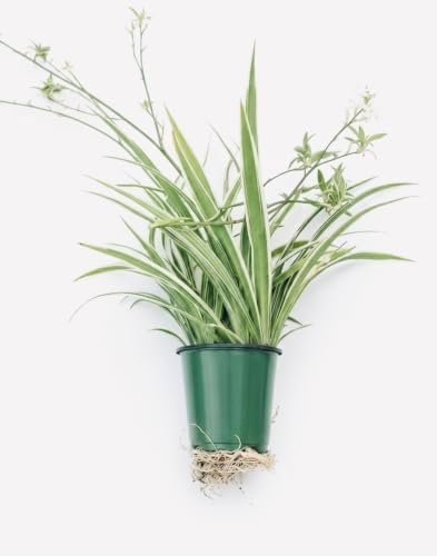 Variegated Spider Plant 'Airplane' - Air-Purifying, Low Maintenance, Thrives in Home & Office - Perfect for Plant Enthusiasts - Live houseplant in Potting Soil by AUGUSTBREEZEFARM