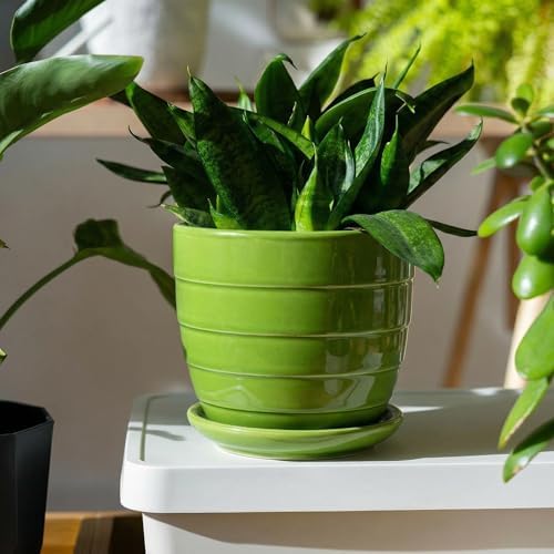 Elsjoy 12 Pack 4.3 Inch Ceramic Succulent Pots with Drainage and Attached Saucer, Small Decorative Succulent Planter Cute Ceramic Flower Pots for Home, Garden - Image 7