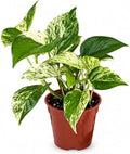Marble Queen Pothos Live Plant - 4 Inch Creamy Variegated Vine by NYCitySucculents