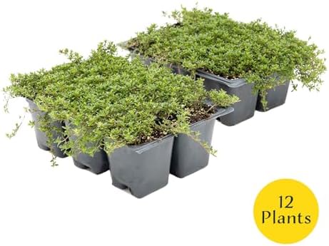 12 Red Creeping Thyme in 2.5" Cubes | Live Fragrant Evergreen Groundcover with Bright Purple-Pink Bloom | Low-Growing Perennial Herb for Containers, Pathways & Landscaping (Thymus praecox ‘Coccineus’) - Image 4