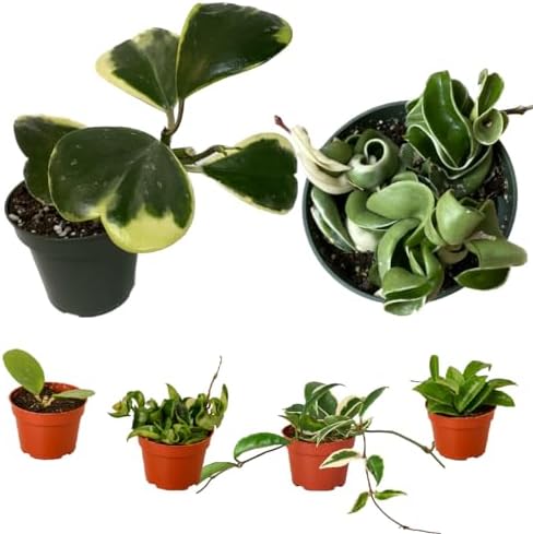 Hoya Plants 8 Live Houseplants in 4" Pots - Variety Assortment 8 Pack Hoya Plants - Pet Friendly Plants - Air Purifying Plants - CA Seller (Pack of 8 Hoya Plants) by PrimePlantsCalifornia
