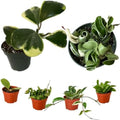 Hoya Plants 8 Live Houseplants in 4" Pots - Variety Assortment 8 Pack Hoya Plants - Pet Friendly Plants - Air Purifying Plants - CA Seller (Pack of 8 Hoya Plants) by PrimePlantsCalifornia