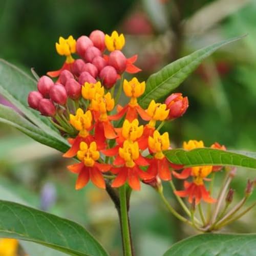 2 Tropical Milkweed Live Plants, Flowering Plant, 4-7 Inch Tall - Image 5