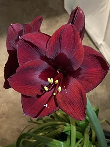 Black Pearl Amaryllis Bulb - Single Blooming Amaryllis, Easy to Grow Bulbs - Image 3