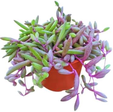 Live Succulent 4" Othonna Capensis Ruby Necklace, Succulents Plants Live, Succulent Plants Fully Rooted, House Plant for Home Office Decoration, DIY Projects, Party Favor Gift By The Succulent Cult - Image 3