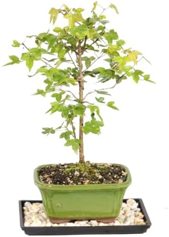 Brussel's Bonsai - Small Maple Live Bonsai Tree with Tray, Indoor Plant by BrusselsBonsai