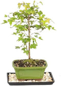 Brussel's Bonsai - Small Maple Live Bonsai Tree with Tray, Indoor Plant by BrusselsBonsai