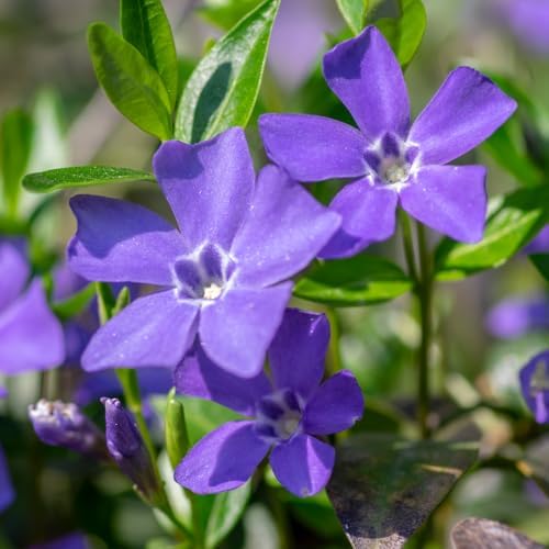 50 Vinca Periwinkle Live Plants - Vinca Minor Ground Cover Plants by Unknown