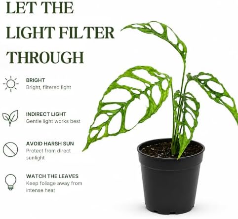 Monstera Obliqua Peru Live Plant, Rare Fully Rooted Tropical Houseplant - Image 4