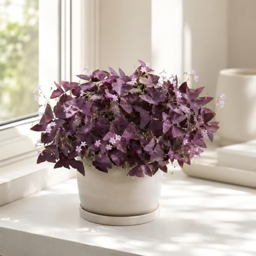 12 Purple Shamrock Bulbs for Planting, Oxalis Bulbs, Oxalis Triangularis - Image 4