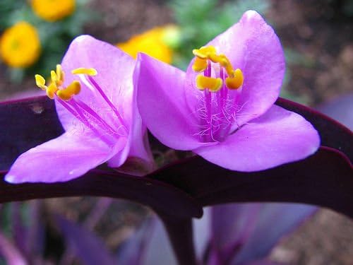 5 Cuttings Purple Heart Wandering Jew - Tradescantia Pallida Purpurea Plant - Image 4