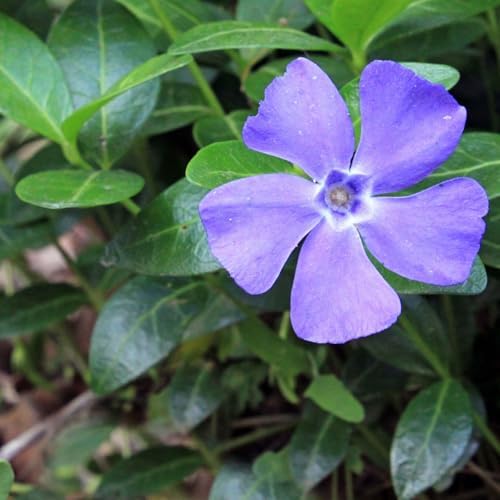 Clovers Garden Creeping Myrtle Periwinkle Plants - Two (2) Live Plants - Non-GMO - Each 4" to 8" Tall - in 4" Pots - Vinca Minor Perennial Ground Cover, Deer Resistant by CloversGarden