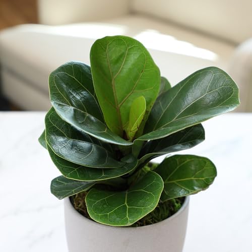 Altman Plants Deluxe Houseplants (3 Pack), Assorted Popular Live Indoor Plant Varieties, Easy Plant Care, 4.25 in Pots - Image 4